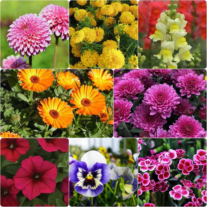 Blend Winter Mix plant