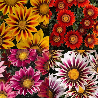 Gazania flower seeds