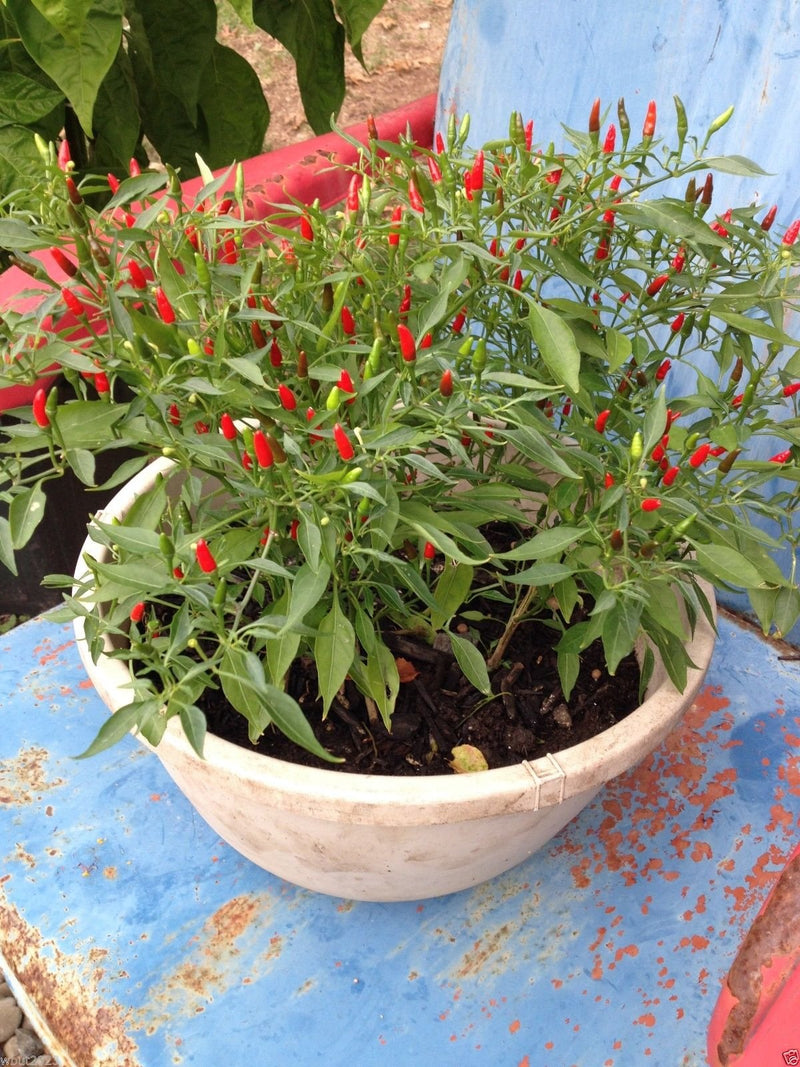 Thai Sun Hot Pepper Vegetable Seeds for Planting – Heirloom Non-GMO Garden Seeds