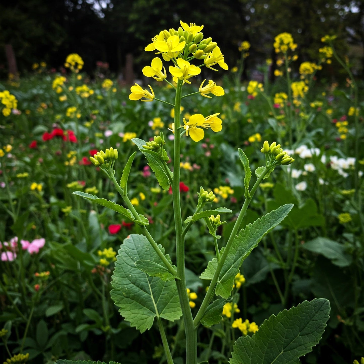 Yellow Mustard Vegetable Seeds for Planting – Heirloom Garden Greens for Home Gardens