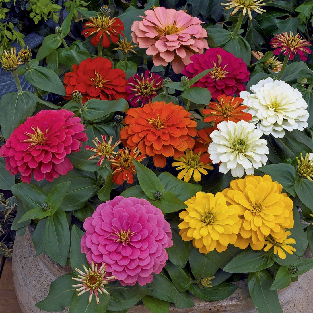 Magellan flower seeds