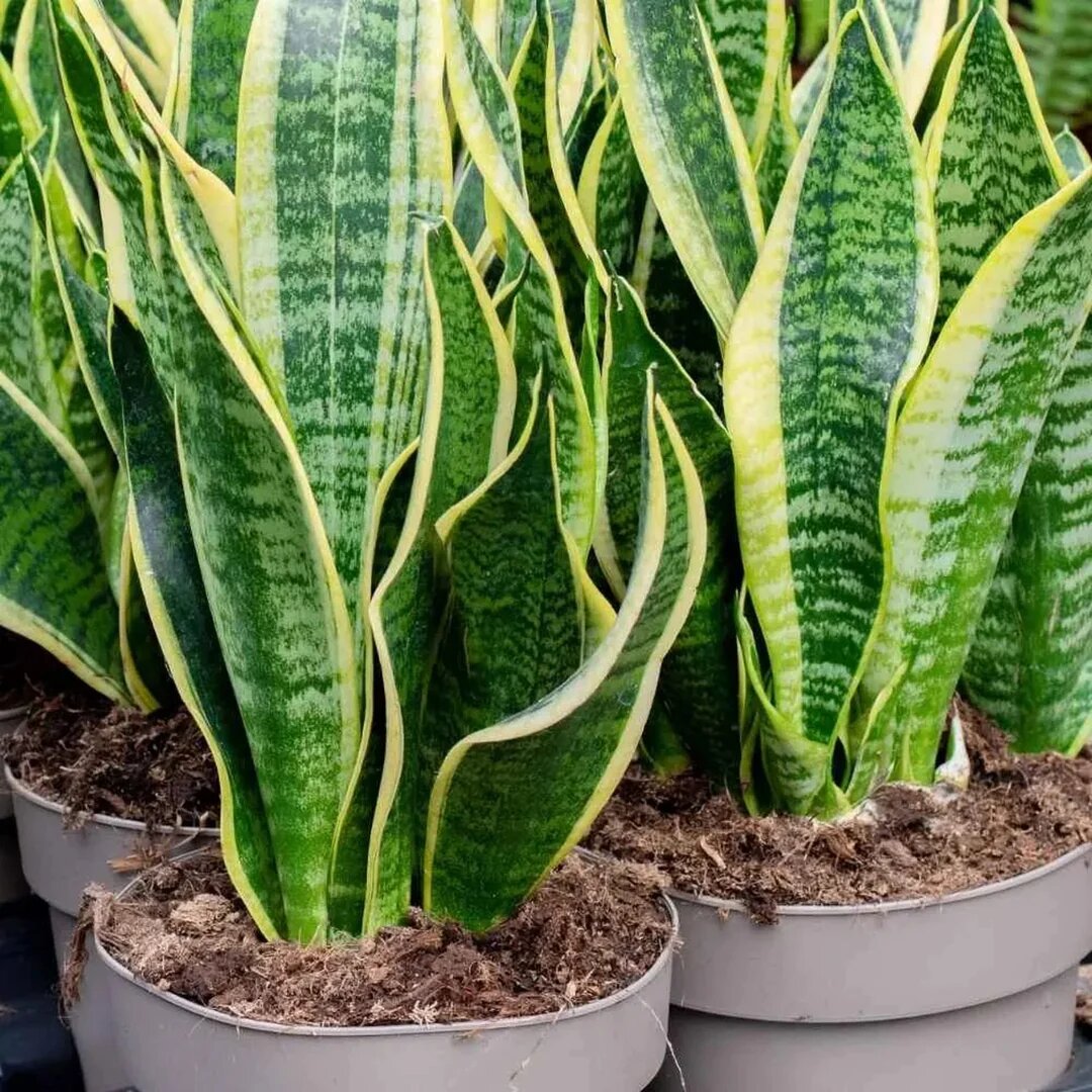 Graines de Sansevieria vert à planter – Graines de plante serpent pour jardins domestiques