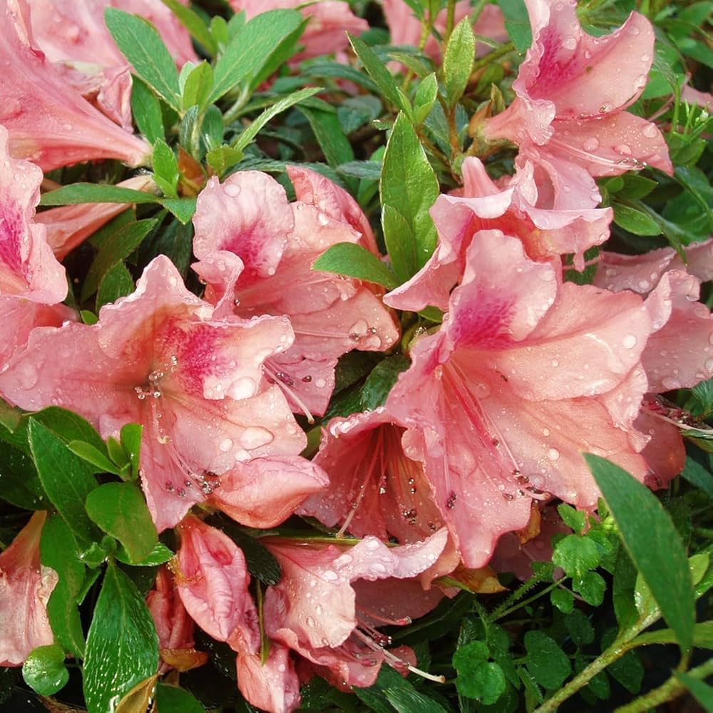 Pink Royal flower seeds