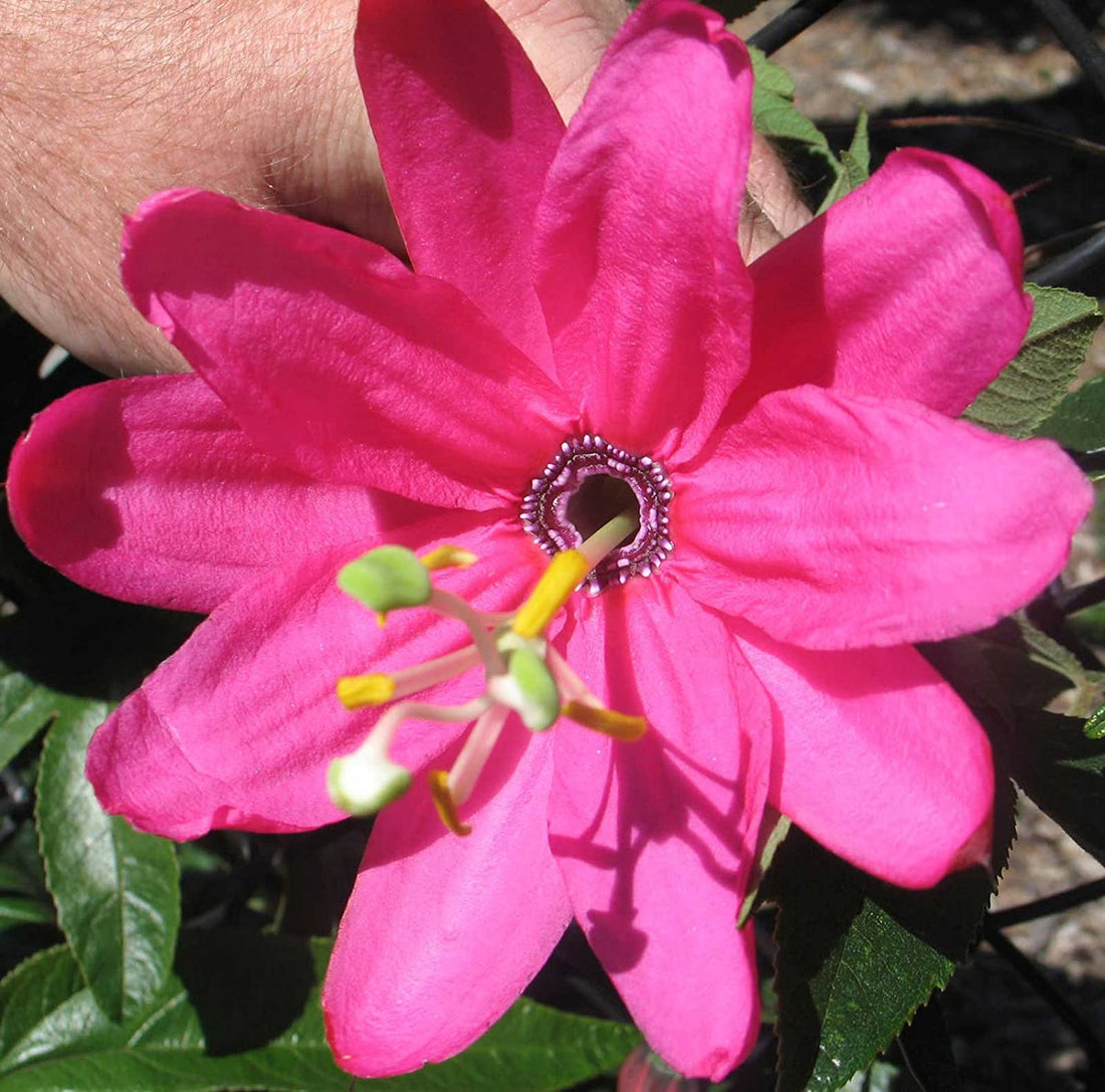 Pink Mollissima flower seeds