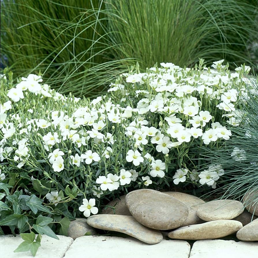 Arenaria Montana flower seeds