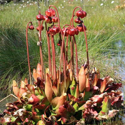 Sarracenia Flower Seeds for Planting – Heirloom Carnivorous Plant Seeds