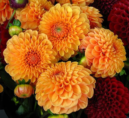 Orange Dahlia flower seeds