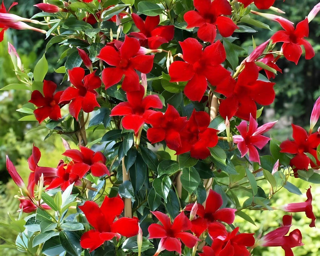 Red Mandevilla flower seeds