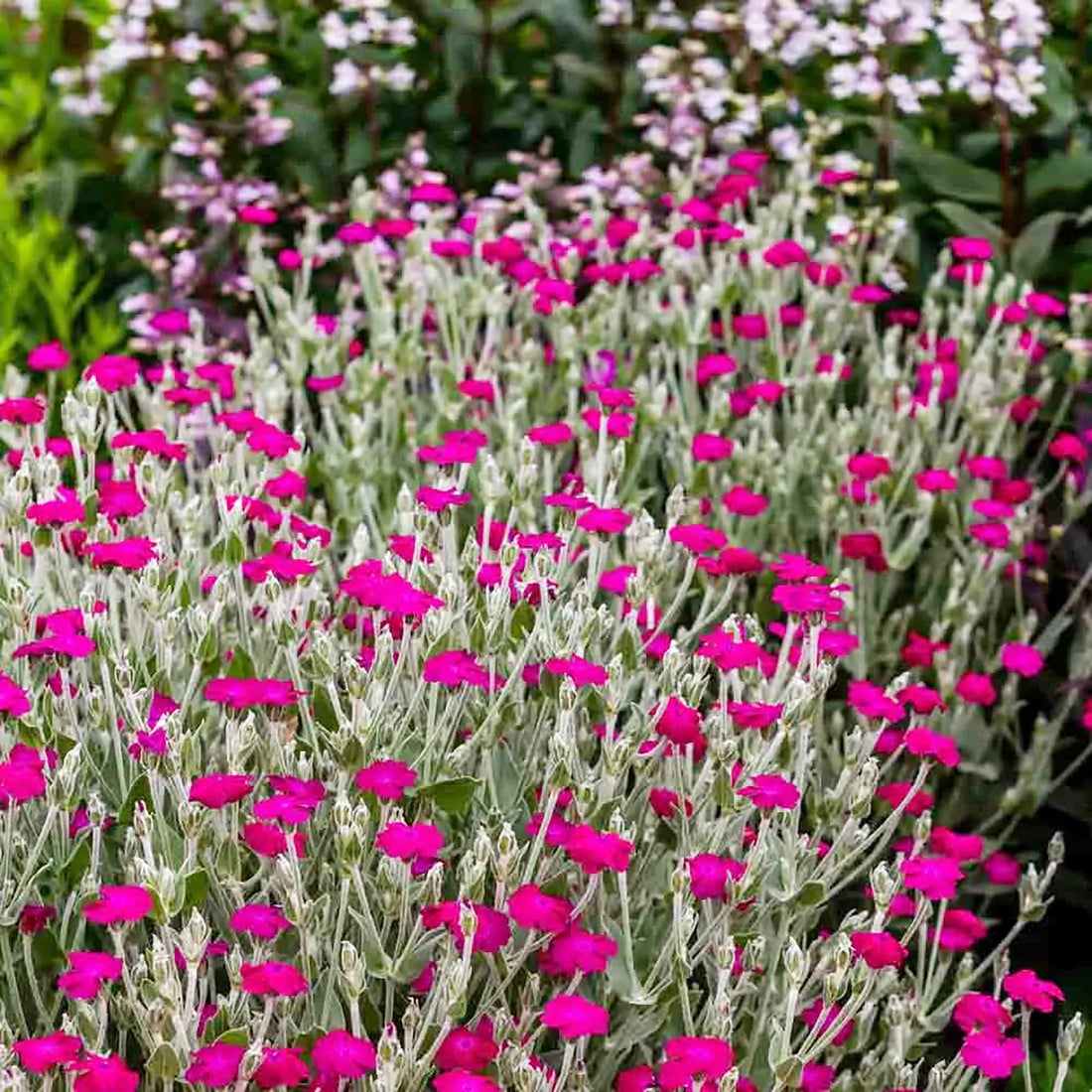 Lychnis Rosette flower seeds