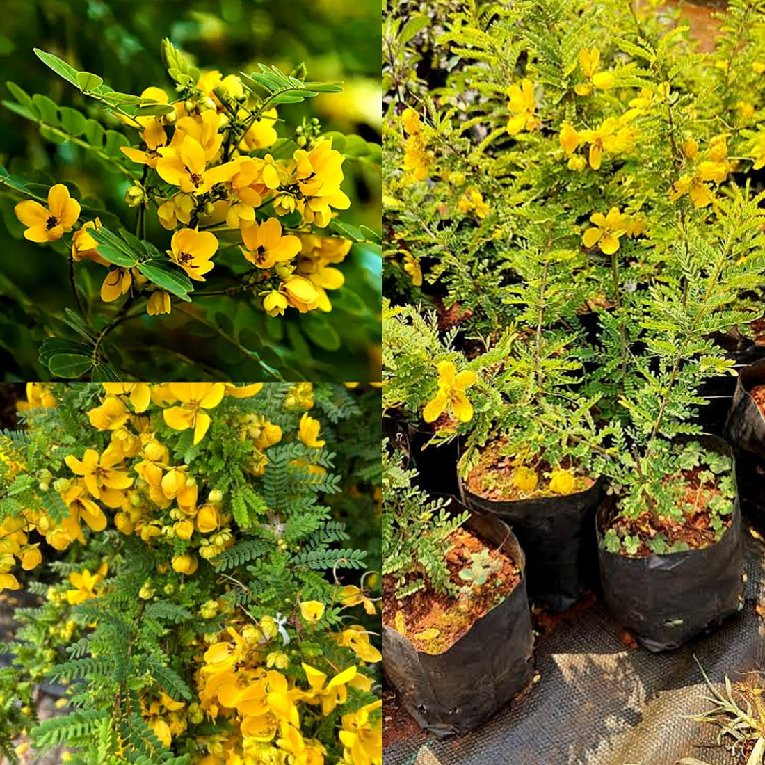 Cassia Biflora flower seeds