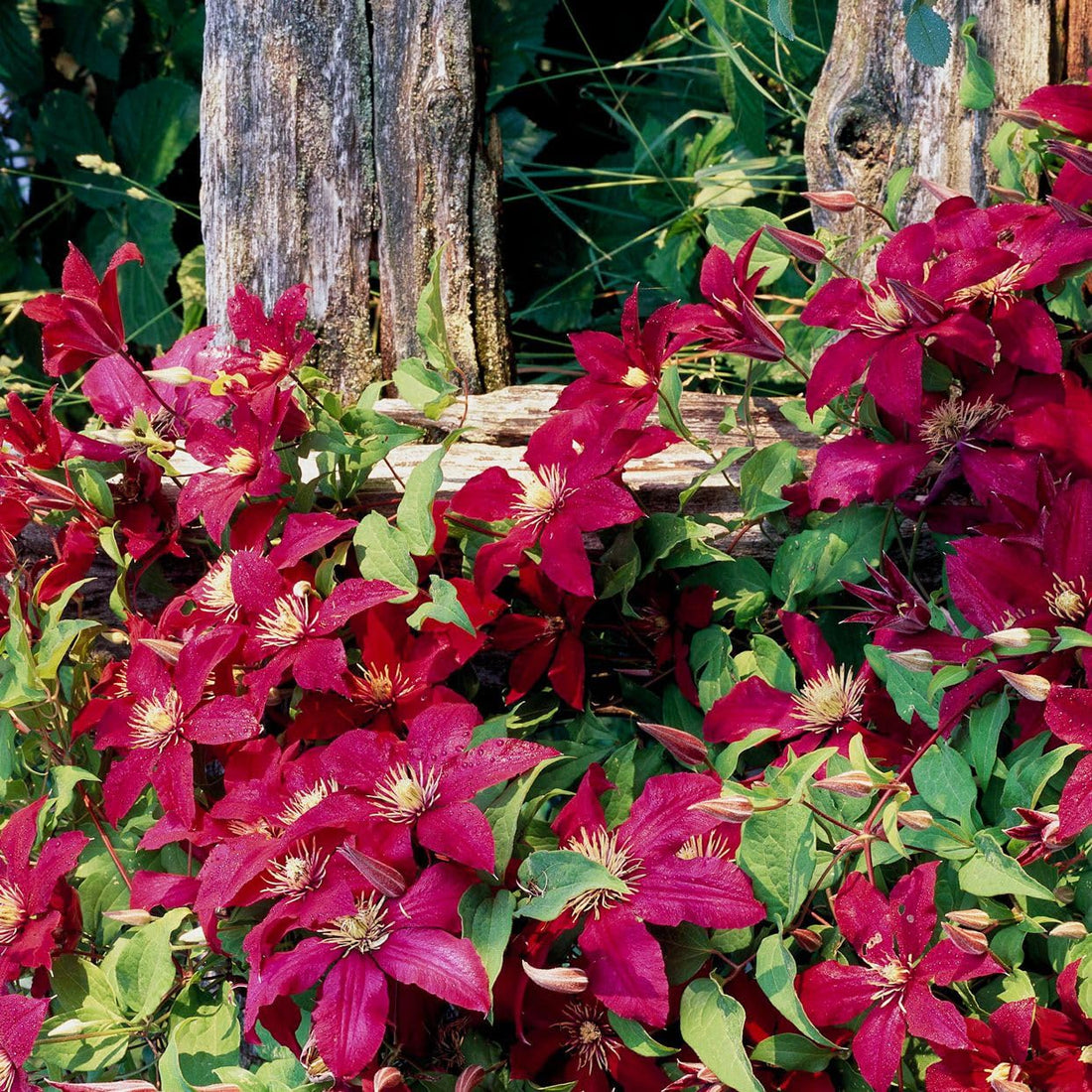Clematis Viticella flower seeds