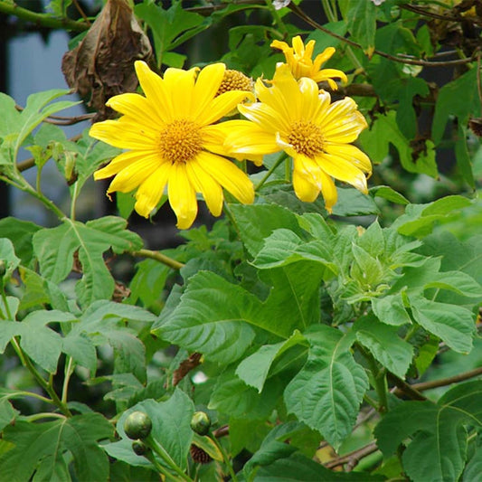 Yellow Rotundifolia flower seeds