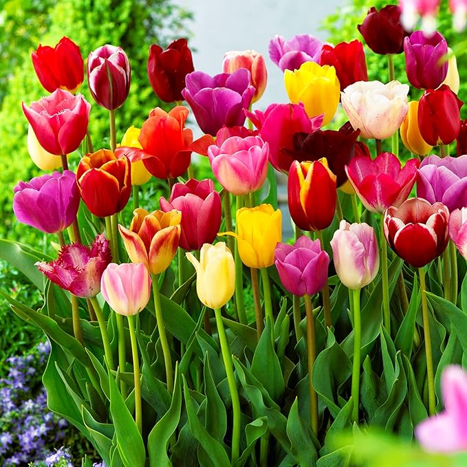 Tulip Flower Seeds for Planting – Heirloom Non-GMO Garden Seeds