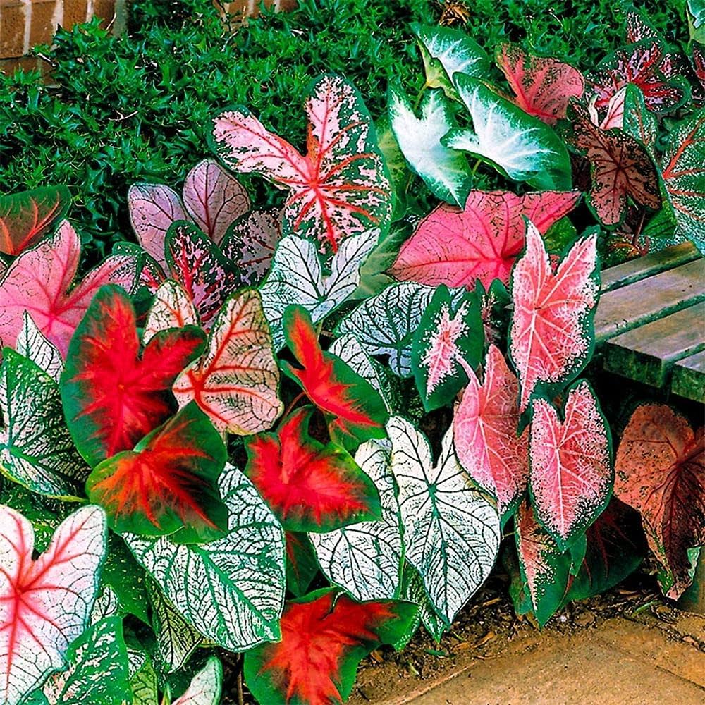 Caladium Leaf flower seeds