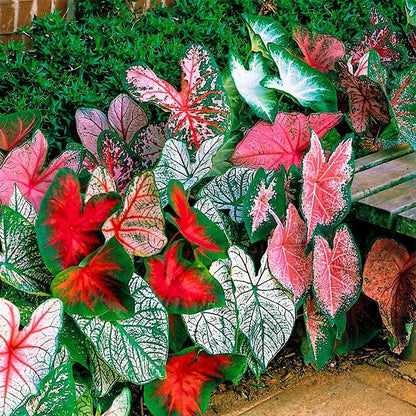Caladium Leaf flower seeds