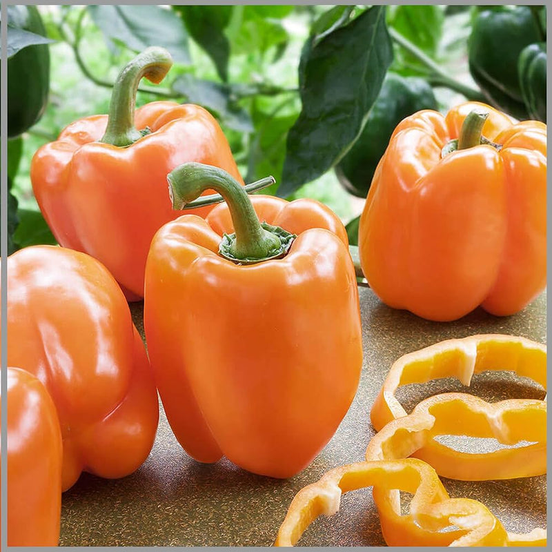 Orange Bell Pepper Seeds for Planting – Heirloom Non-GMO Garden Seeds