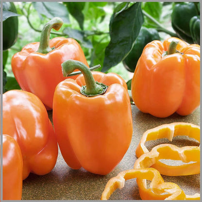 Orange Bell Pepper Seeds for Planting – Heirloom Non-GMO Garden Seeds