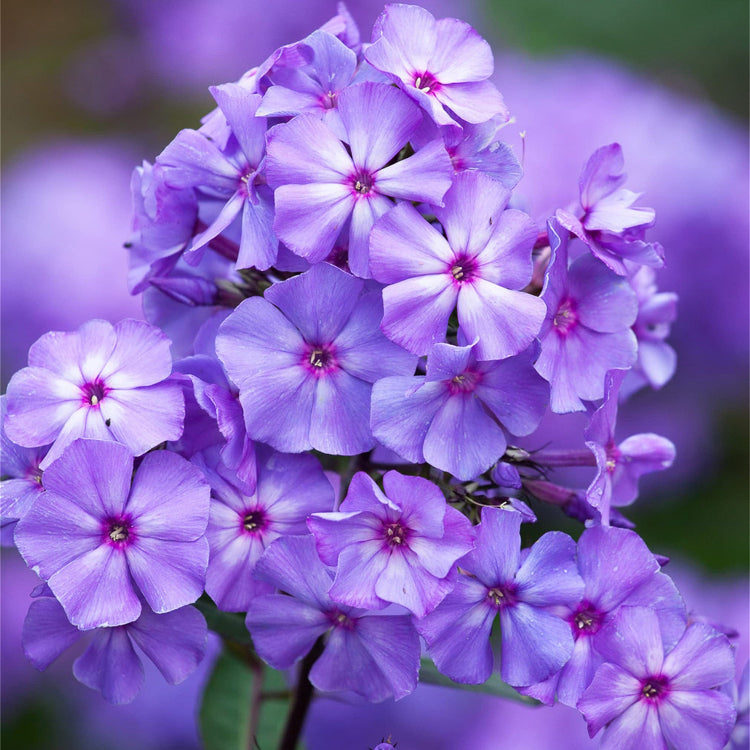 Phlox plant
