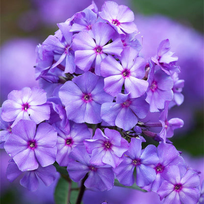 Phlox plant