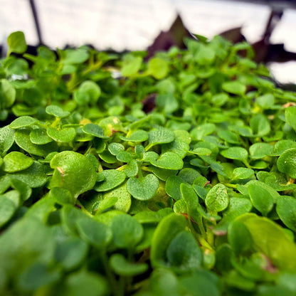 Corsican Mint Herb Seeds for Planting – Heirloom Non-GMO Garden Seeds