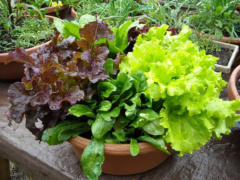 Mixed Lettuce Seeds for Planting – Heirloom Non-GMO Garden Seeds