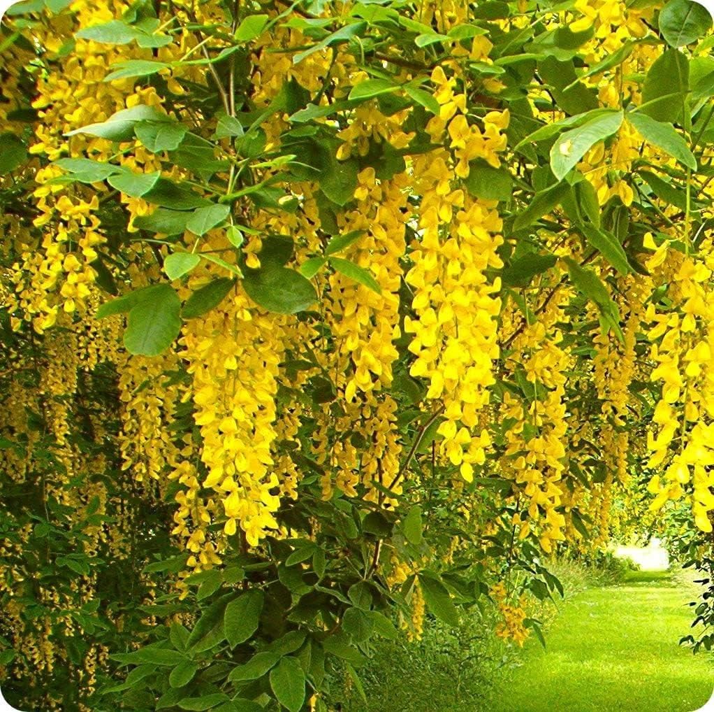 Blooming flower seeds