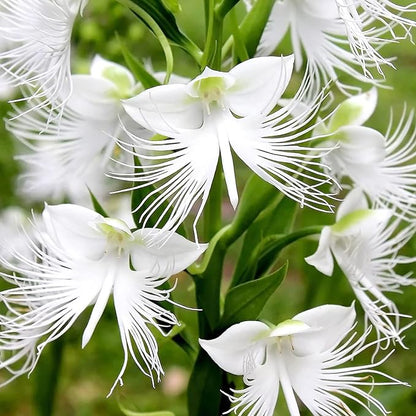 Radiata flower seeds