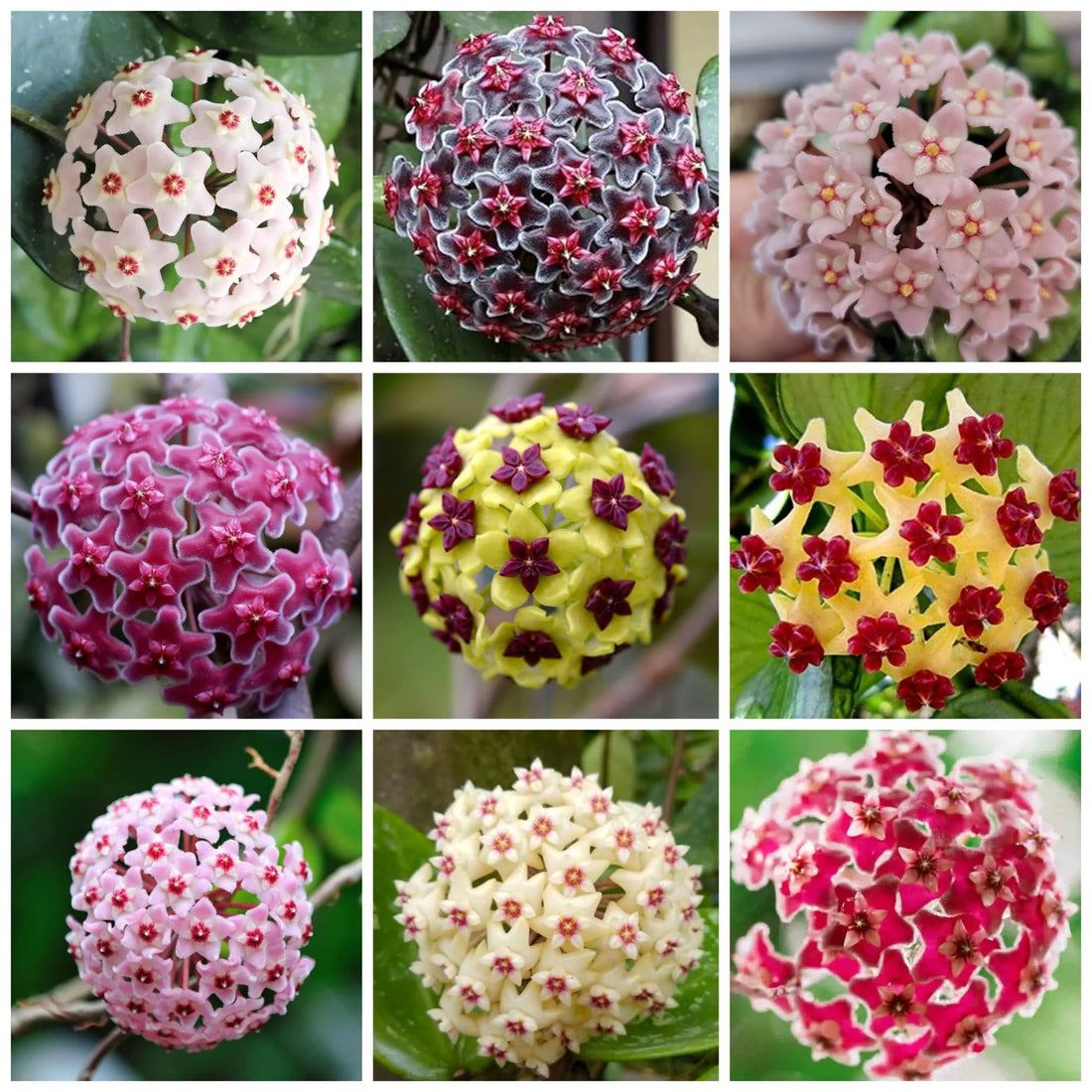 Multicolored Hoya flower seeds