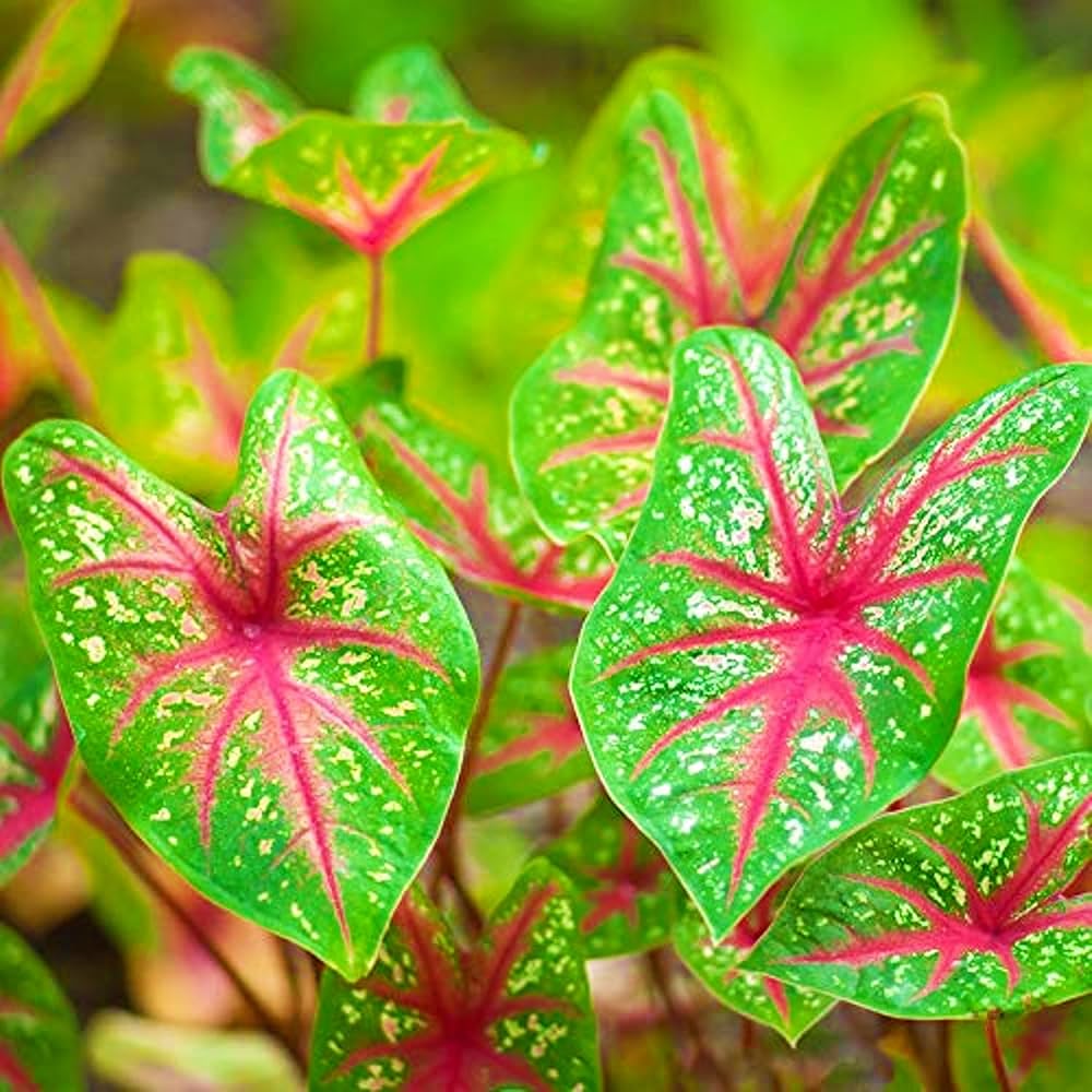 Green Thailand flower seeds