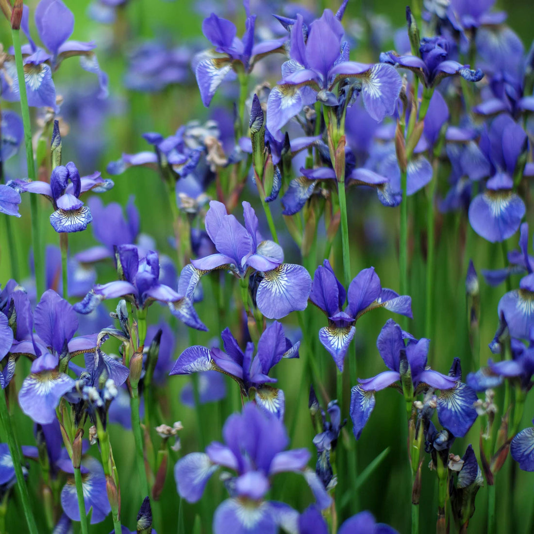 Iris Sibirica flower seeds