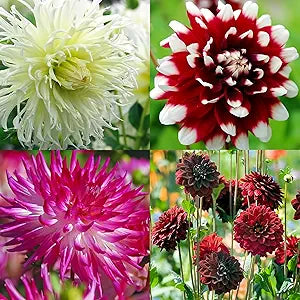 Dahlia flower seeds