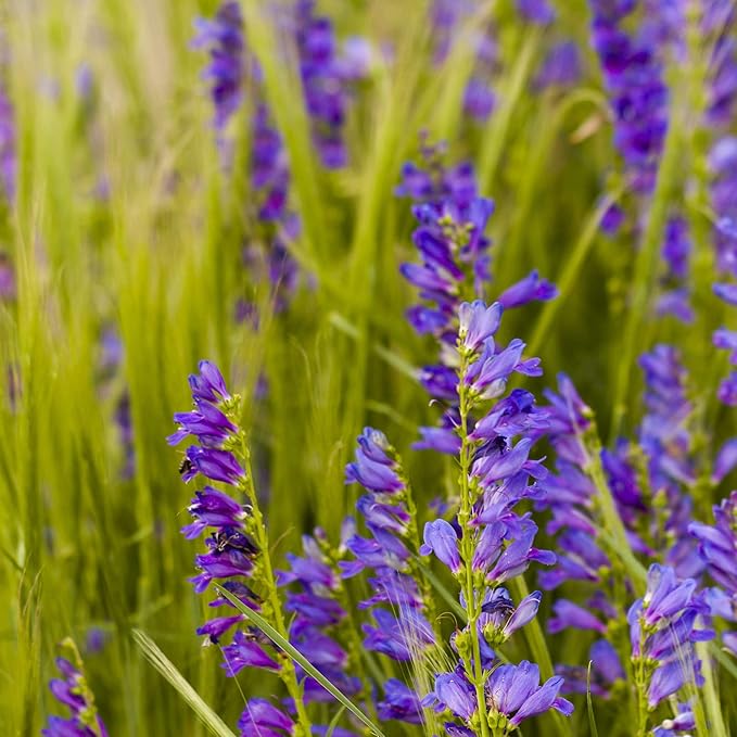 Violet Penstemon flower seeds