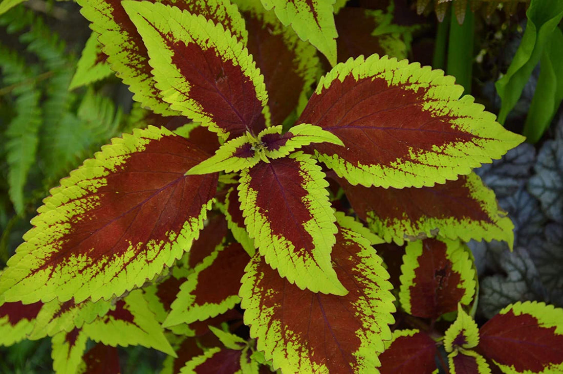 Green Brown flower seeds