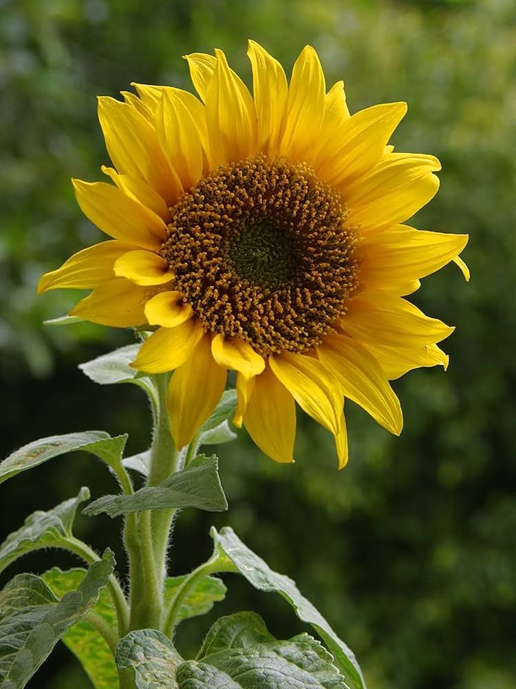 Sunflower Helianthus flower seeds