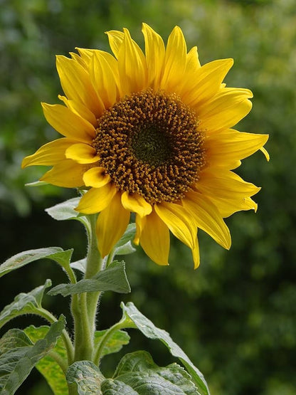 Sunflower Helianthus flower seeds