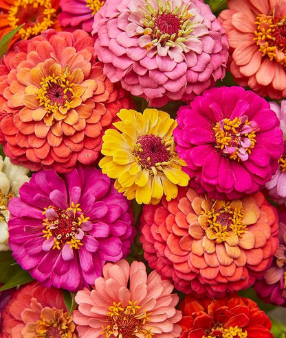 Zinnia flower seeds
