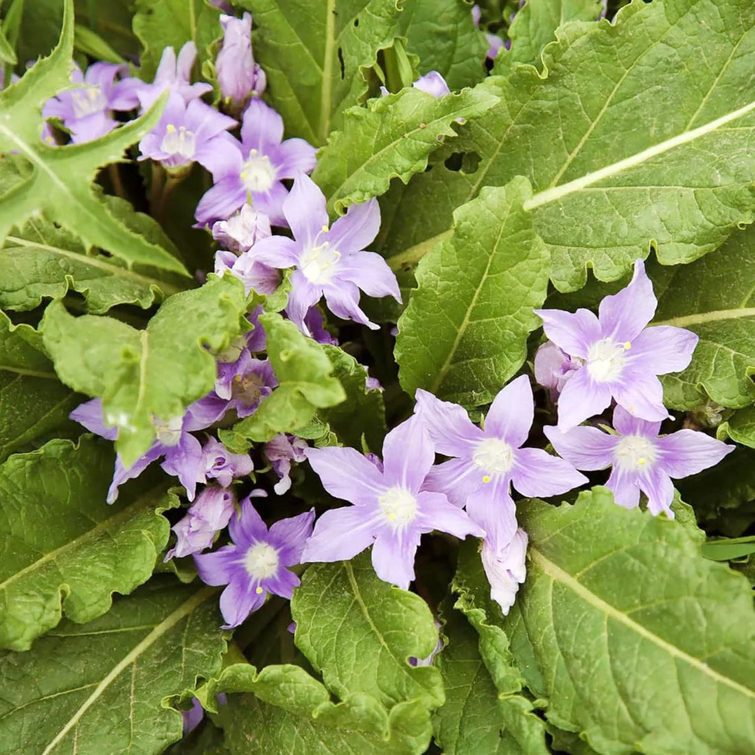 Mandrake flower seeds