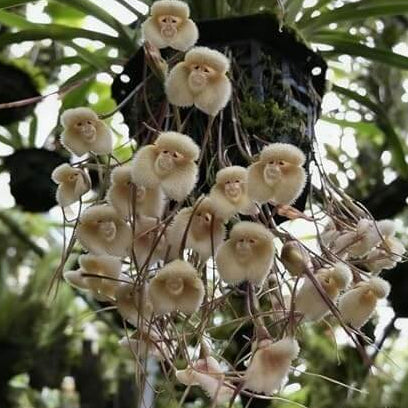 Brown Monkey Orchid plant