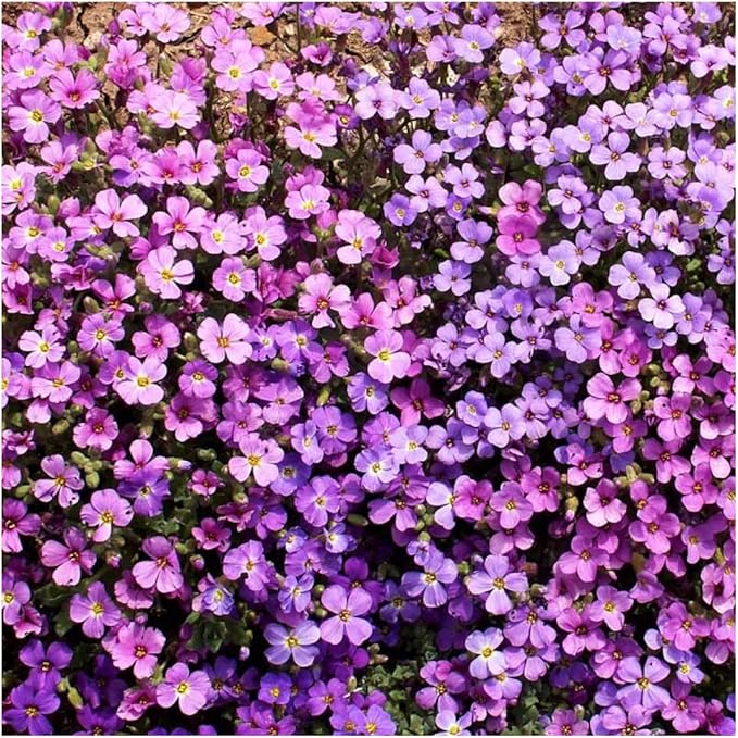 Rockcress Aubrieta flower seeds