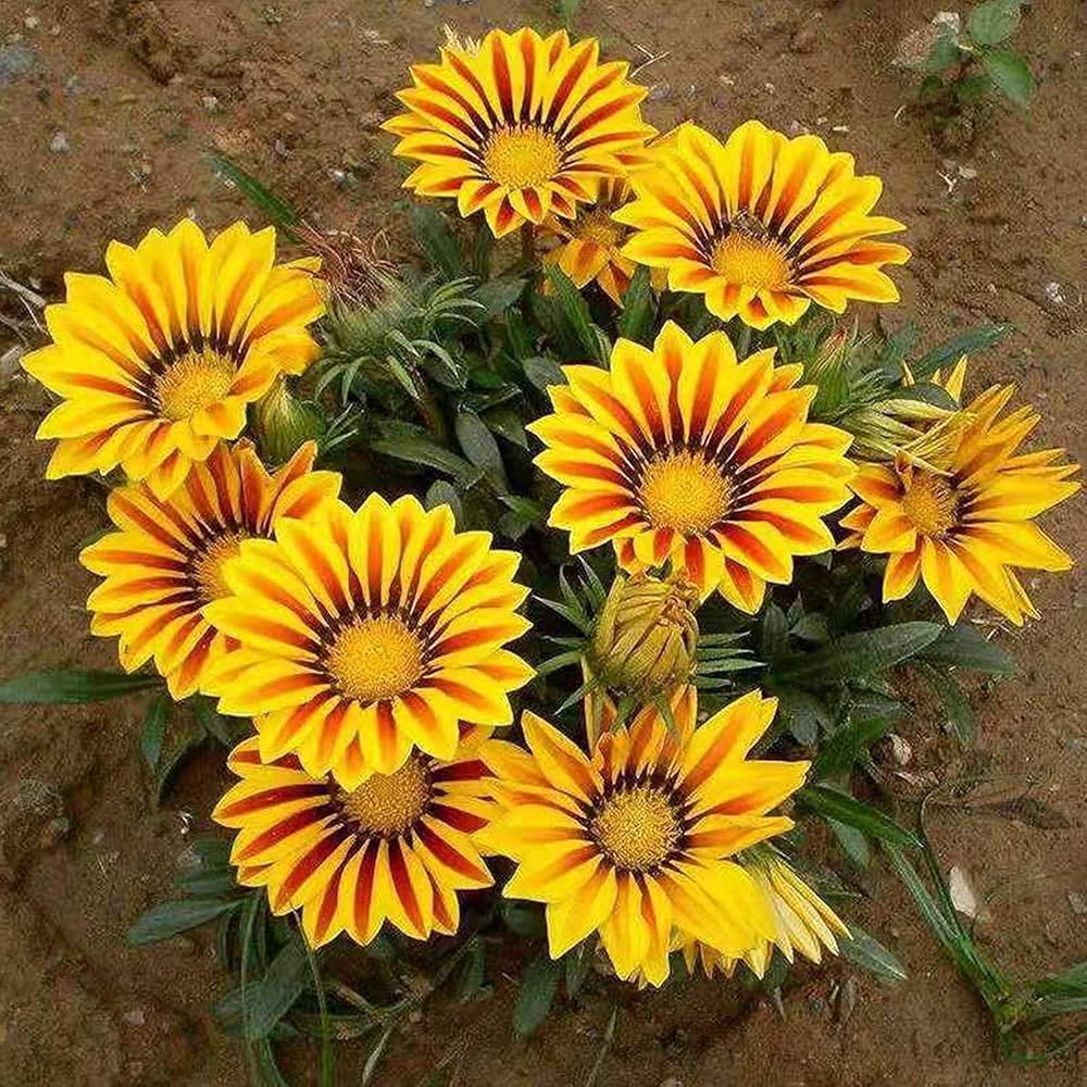 Gazania Kiss flower seeds