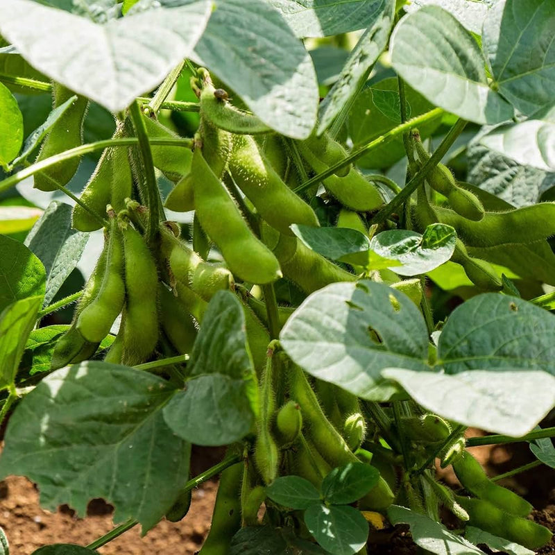 Edamame Soybean Seeds for Planting – Heirloom Garden Seeds