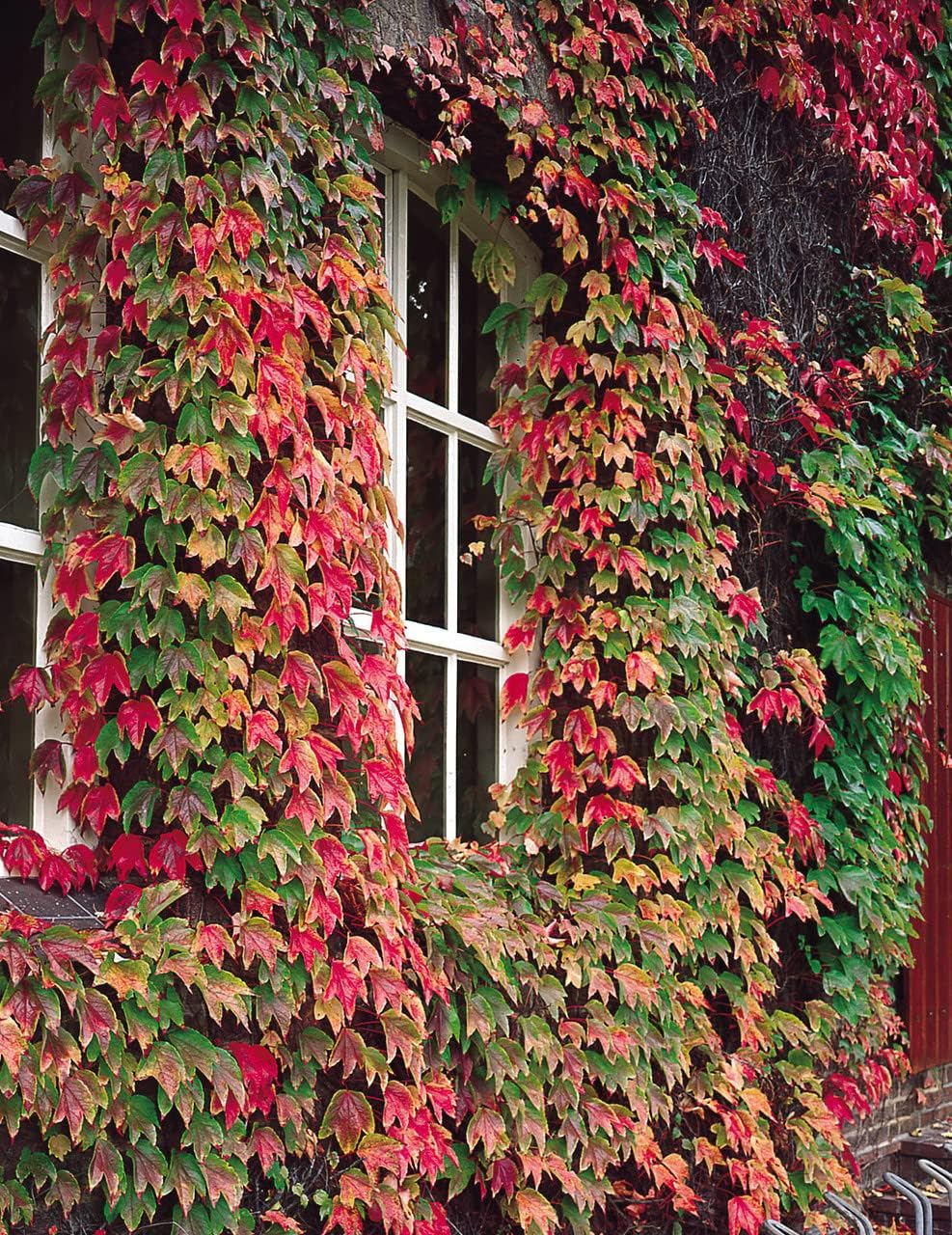 Boston Ivy flower seeds