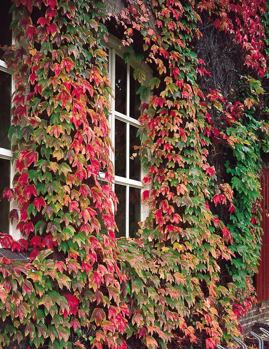 Boston Ivy flower seeds