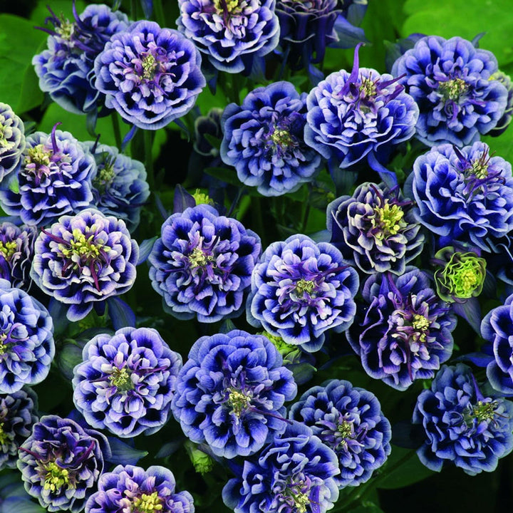 Aquilegia Columbine flower seeds