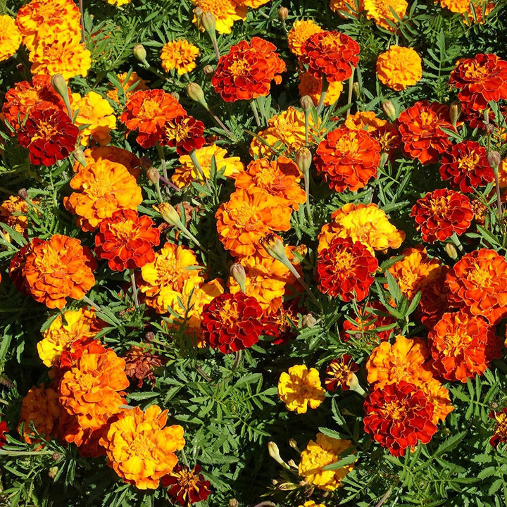 French Double flower seeds