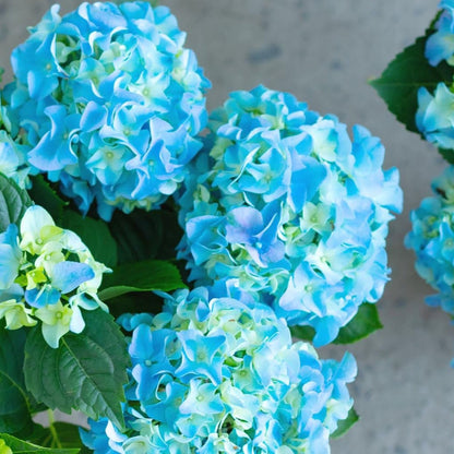 Sea Blue flower seeds