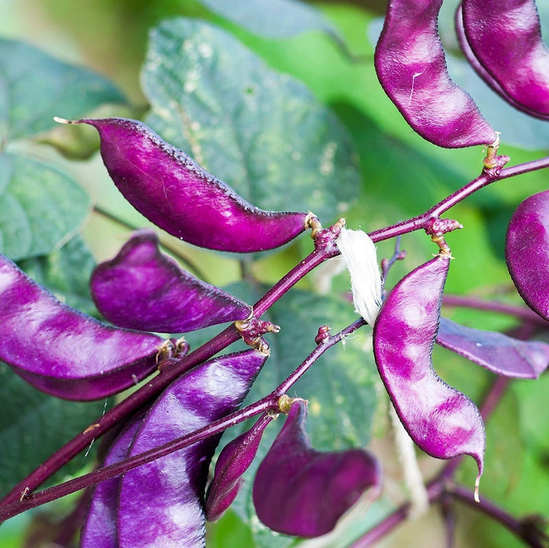 Lima Bean Seeds for Planting – Heirloom Garden Seeds