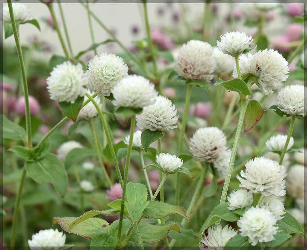 Gomphrena Buddy flower seeds