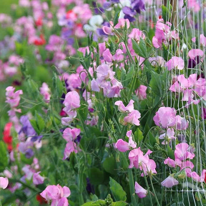 Sweet Pea flower seeds