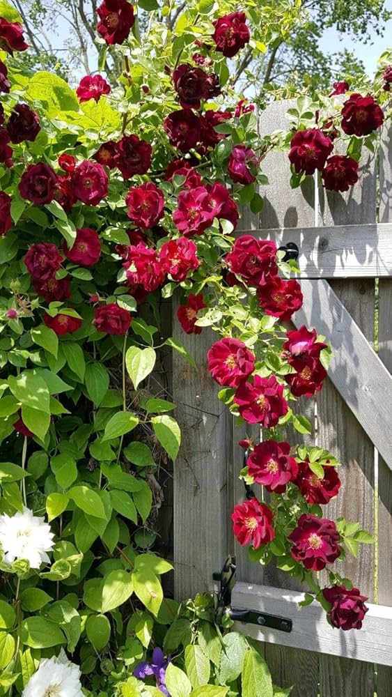 Maroon Climbing flower seeds